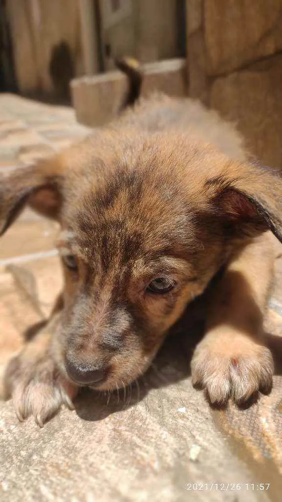 Cachorro ra a Não Definida idade 2 a 6 meses nome Caramelo