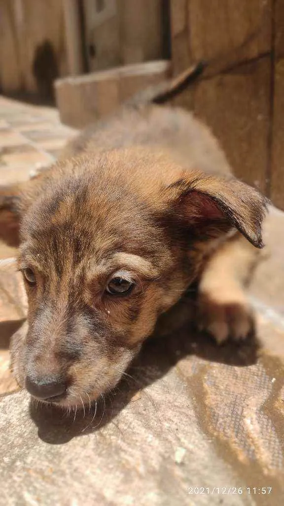 Cachorro ra a Não Definida idade 2 a 6 meses nome Caramelo