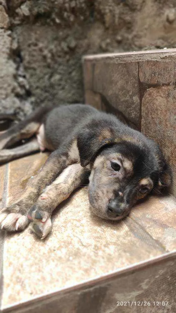 Cachorro ra a Não Definida idade Abaixo de 2 meses nome Skyler