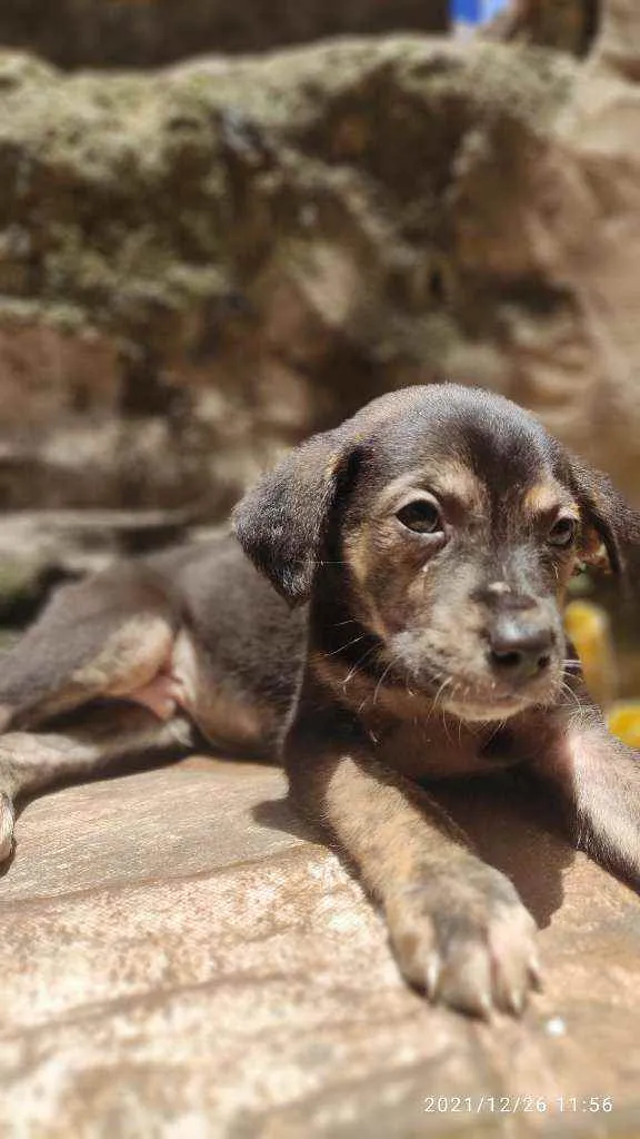 Cachorro ra a Não Definida idade Abaixo de 2 meses nome Skyler