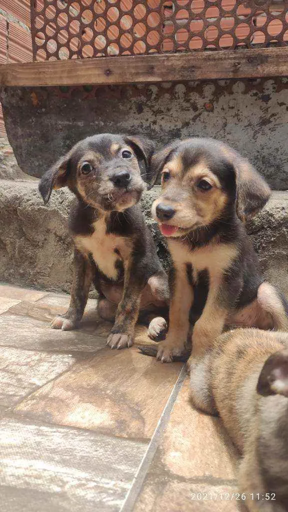 Cachorro ra a Não Definida idade Abaixo de 2 meses nome Skyler