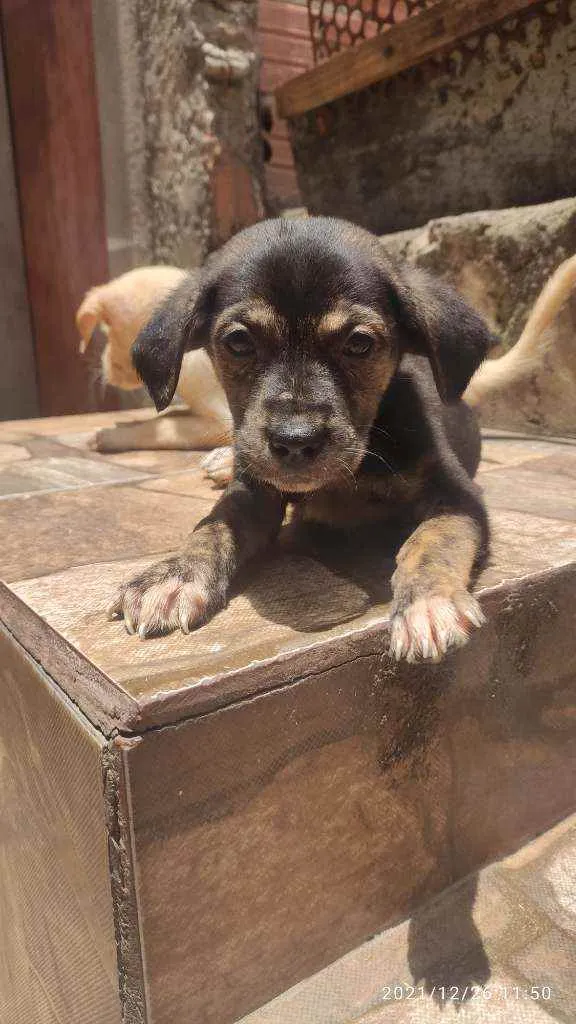 Cachorro ra a Não Definida idade Abaixo de 2 meses nome Skyler