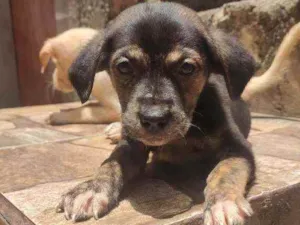 Cachorro raça Não Definida idade Abaixo de 2 meses nome Skyler