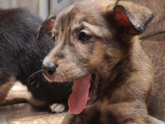 Cachorro ra a Não Definida idade 2 a 6 meses nome Caramelo