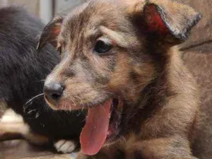 Cachorro raça Não Definida idade 2 a 6 meses nome Caramelo