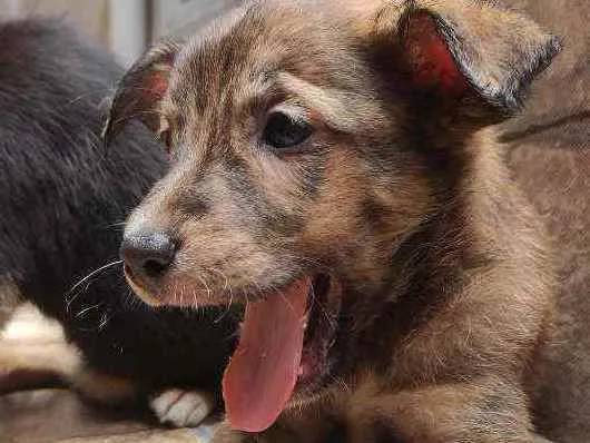 Cachorro ra a Não Definida idade 2 a 6 meses nome Caramelo