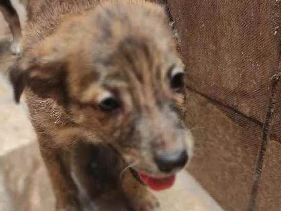 Cachorro ra a Não Definida idade 2 a 6 meses nome Caramelo