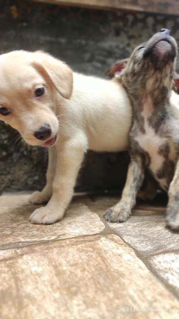 Cachorro ra a Não Definida idade 2 a 6 meses nome Caçula