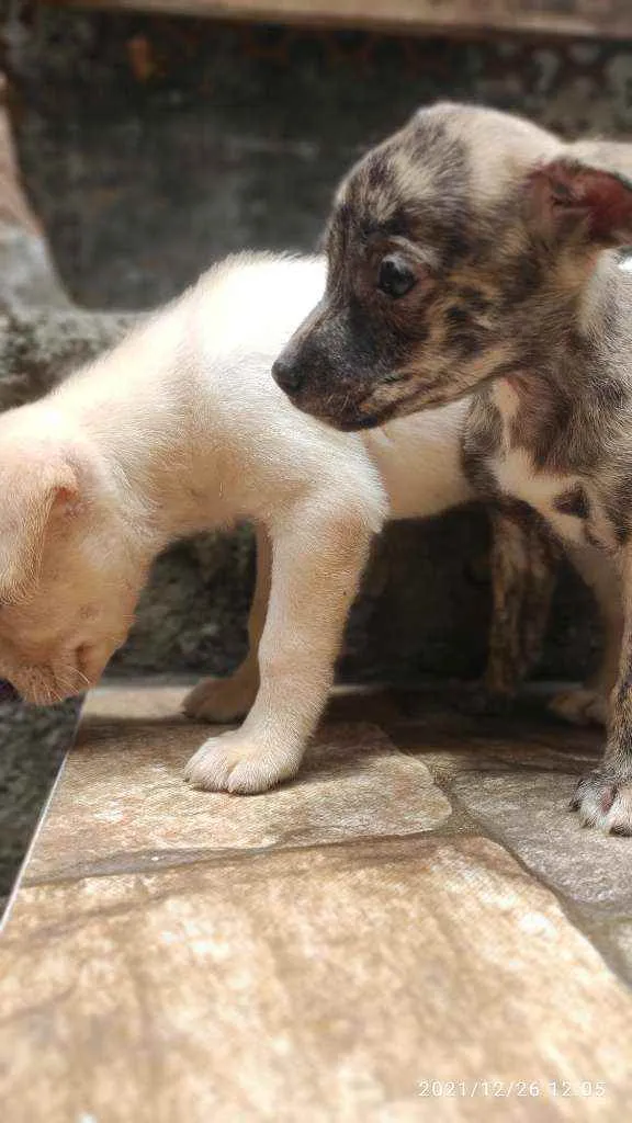 Cachorro ra a Não Definida idade 2 a 6 meses nome Caçula