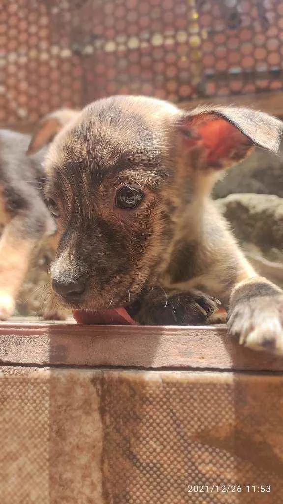 Cachorro ra a Não Definida idade 2 a 6 meses nome Caçula