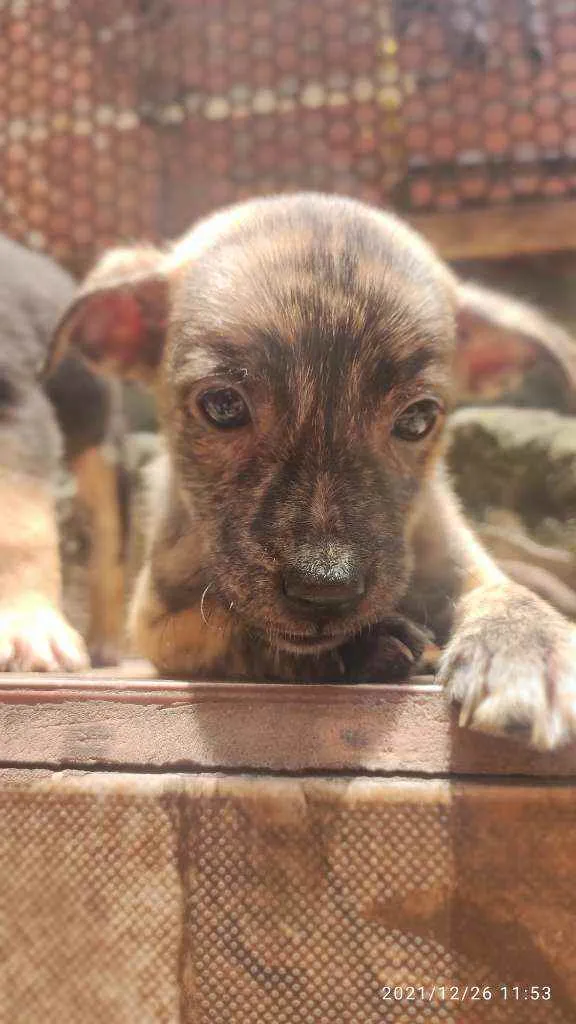 Cachorro ra a Não Definida idade 2 a 6 meses nome Caçula