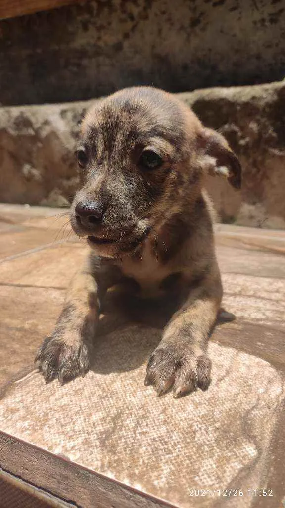 Cachorro ra a Não Definida idade 2 a 6 meses nome Caçula