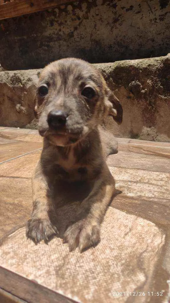 Cachorro ra a Não Definida idade 2 a 6 meses nome Caçula