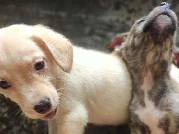 Cachorro ra a Não Definida idade 2 a 6 meses nome Caçula