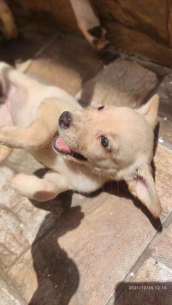 Cachorro ra a Não Definida idade 2 a 6 meses nome Stecy