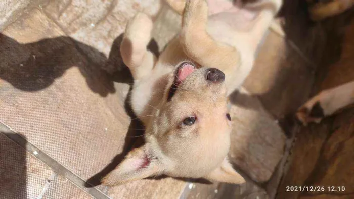 Cachorro ra a Não Definida idade 2 a 6 meses nome Stecy