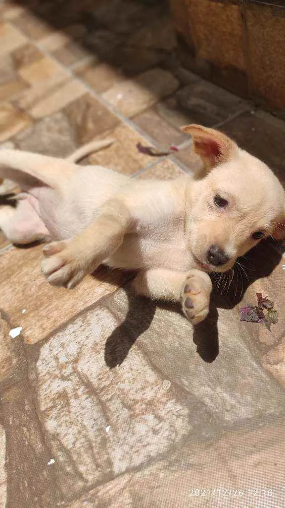 Cachorro ra a Não Definida idade 2 a 6 meses nome Stecy