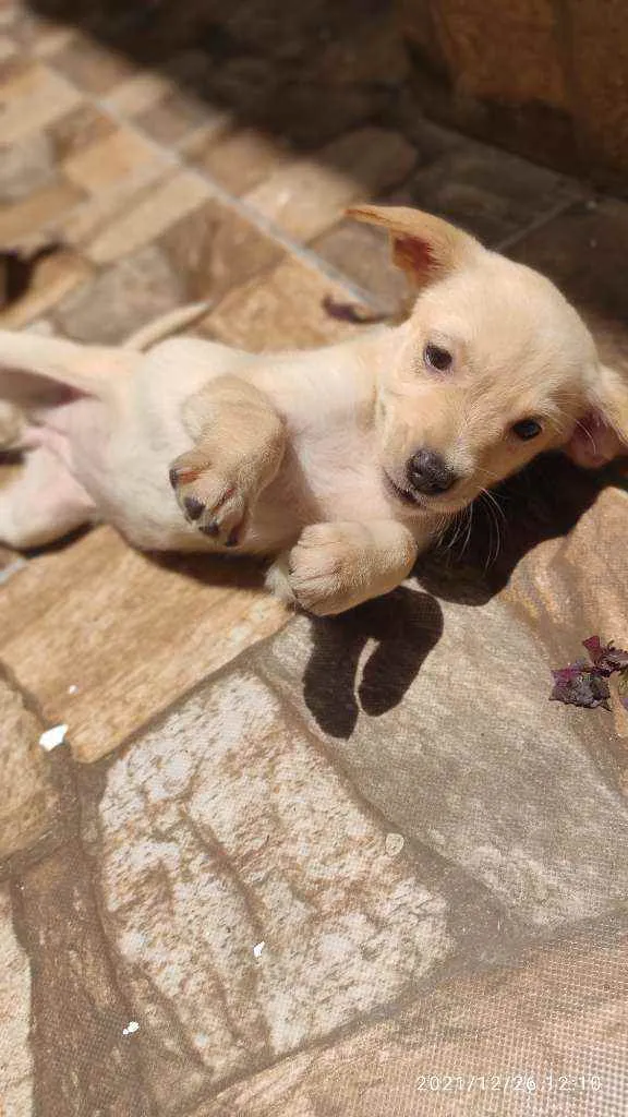 Cachorro ra a Não Definida idade 2 a 6 meses nome Stecy