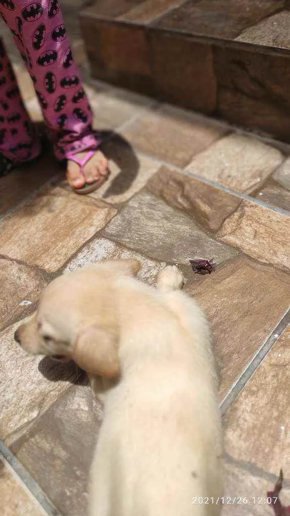 Cachorro ra a Não Definida idade 2 a 6 meses nome Stecy