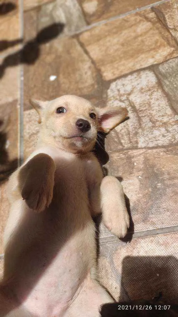 Cachorro ra a Não Definida idade 2 a 6 meses nome Stecy