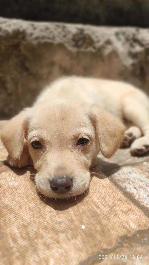 Cachorro ra a Não Definida idade 2 a 6 meses nome Stecy