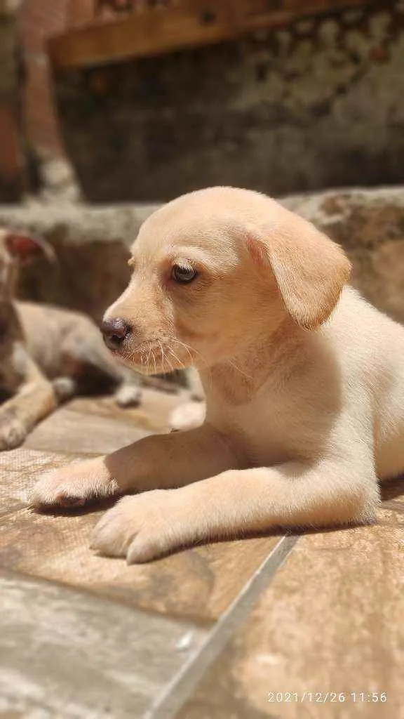 Cachorro ra a Não Definida idade 2 a 6 meses nome Stecy