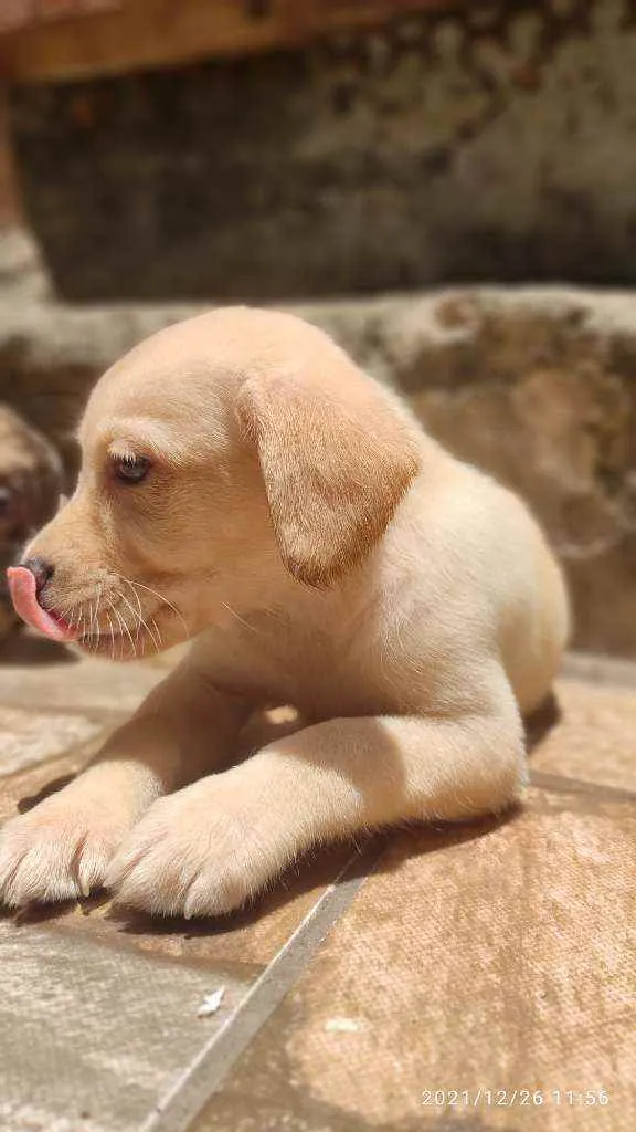 Cachorro ra a Não Definida idade 2 a 6 meses nome Stecy