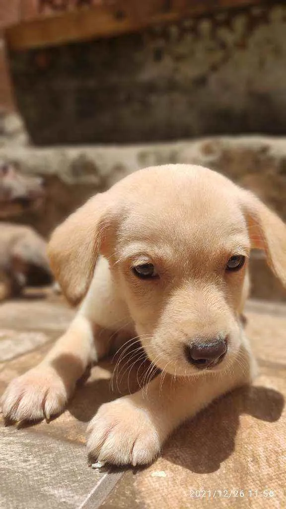 Cachorro ra a Não Definida idade 2 a 6 meses nome Stecy