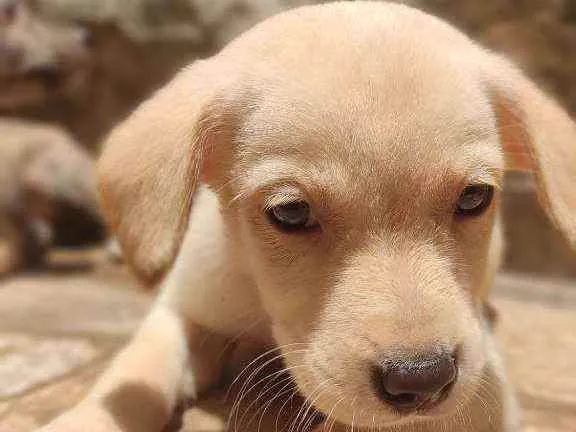 Cachorro ra a Não Definida idade 2 a 6 meses nome Stecy