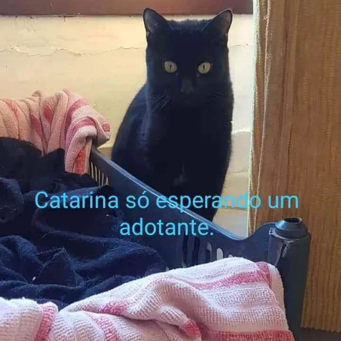 Gato ra a Srd idade 1 ano nome Catarina