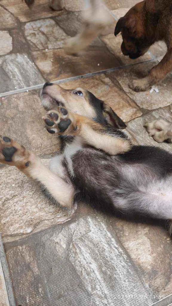 Cachorro ra a Não Definida idade 2 a 6 meses nome Skay