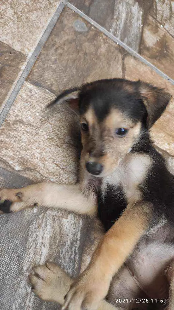 Cachorro ra a Não Definida idade 2 a 6 meses nome Skay