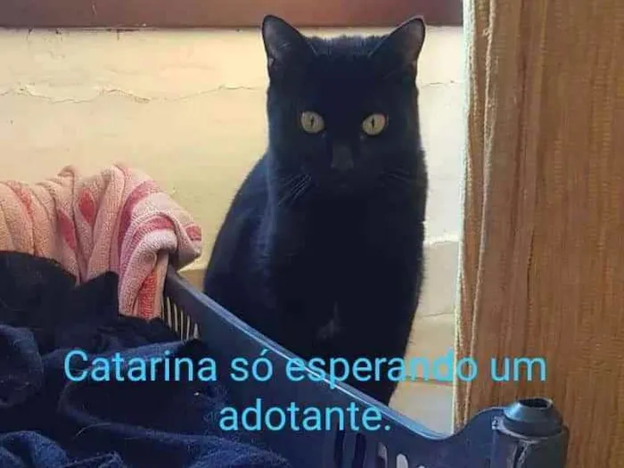 Gato ra a Srd idade 1 ano nome Catarina