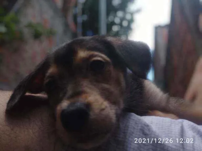 Cachorro ra a Não Definida idade 2 a 6 meses nome Skay