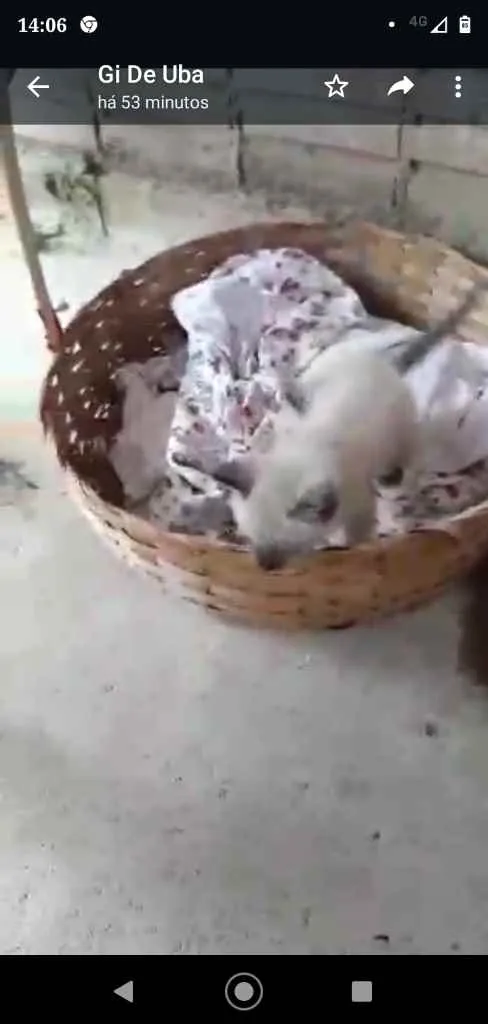 Gato ra a Siamês ( mestiço) idade Abaixo de 2 meses nome Sem nome