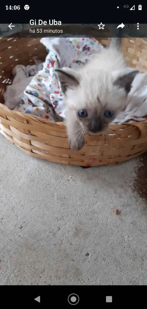 Gato ra a Siamês ( mestiço) idade Abaixo de 2 meses nome Sem nome