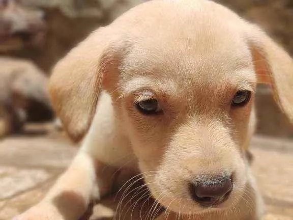 Cachorro ra a Não Definida idade 2 a 6 meses nome Stecy