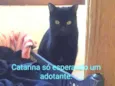 Catarina