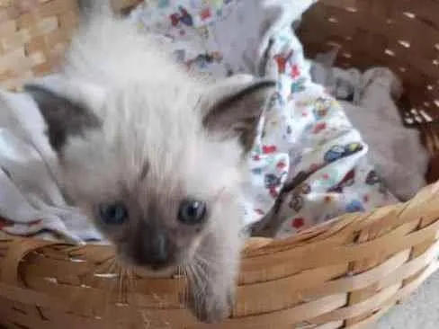Gato ra a Siamês ( mestiço) idade Abaixo de 2 meses nome Sem nome