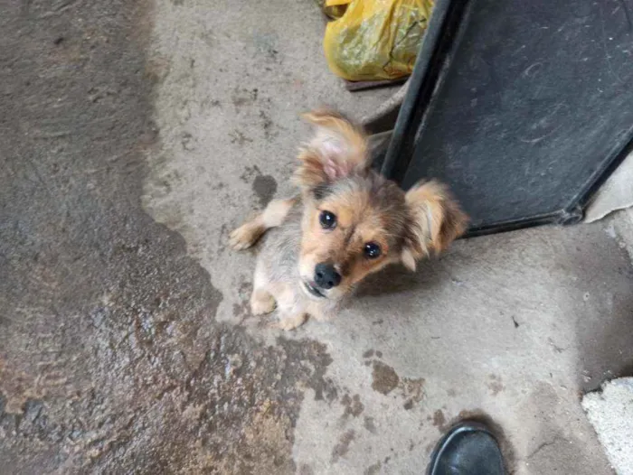 Cachorro ra a Não sei idade 2 a 6 meses nome Não tem 