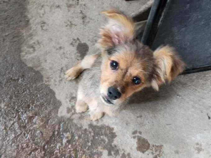 Cachorro ra a Não sei idade 2 a 6 meses nome Não tem 