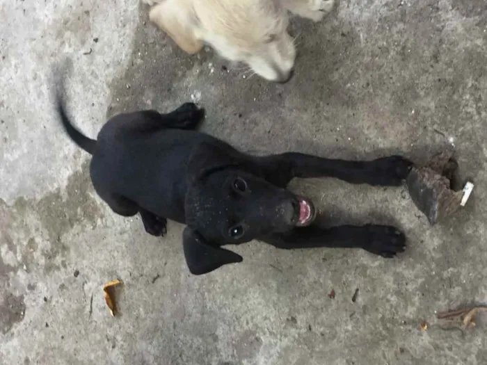 Cachorro ra a Vira-lata  idade 2 a 6 meses nome Pretinho