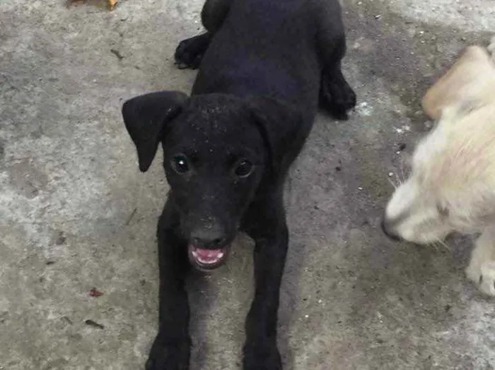 Cachorro ra a Vira-lata  idade 2 a 6 meses nome Pretinho