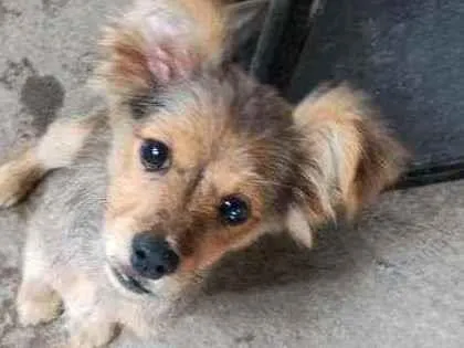 Cachorro ra a Não sei idade 2 a 6 meses nome Não tem 