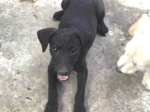 Cachorro raça Vira-lata  idade 2 a 6 meses nome Pretinho