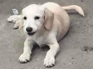 Cachorro raça Vira-lata  idade 2 a 6 meses nome Branquinho