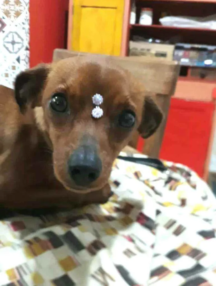 Cachorro raça  idade 1 ano nome Nina 
