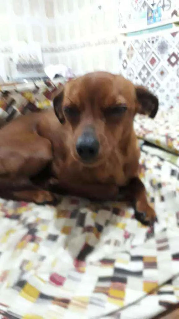 Cachorro raça  idade 1 ano nome Nina 