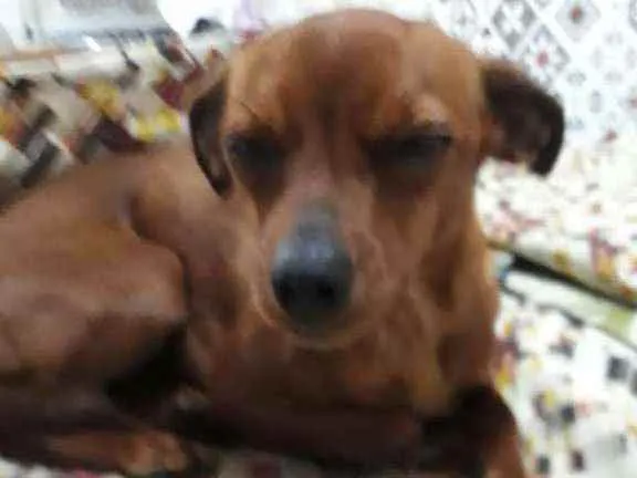 Cachorro raça  idade 1 ano nome Nina 