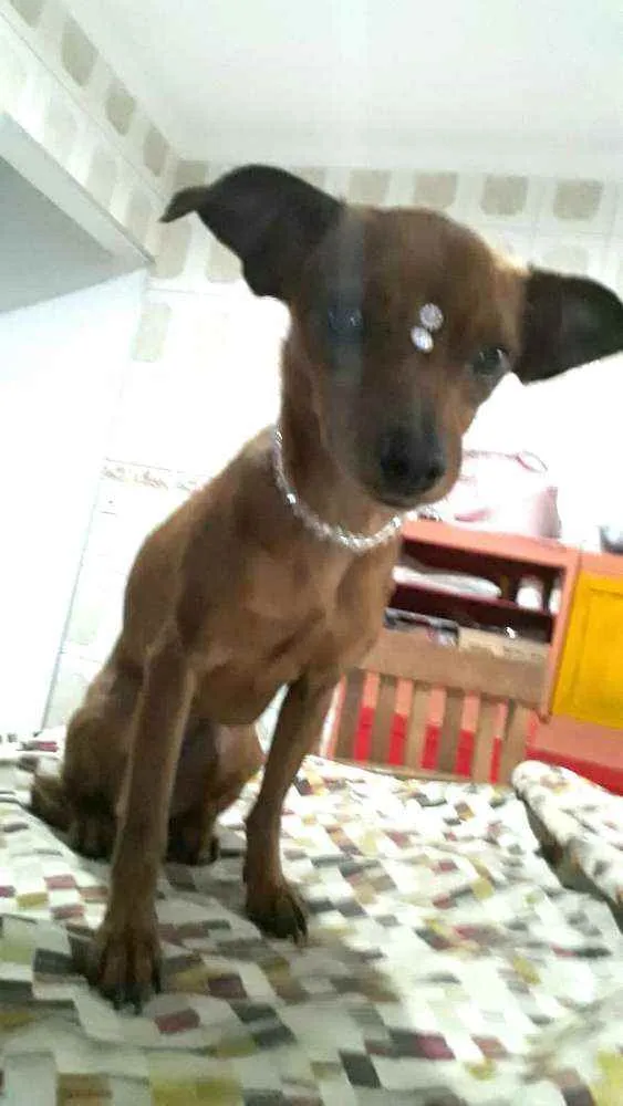 Cachorro raça  idade 1 ano nome Nina 